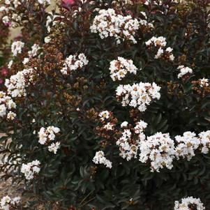 BARISTA® LIKE A LATTE CRAPEMYRTLE