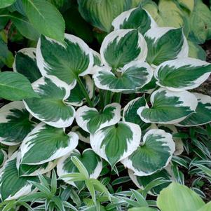 Hosta fortunei 'Minuteman'