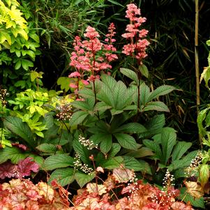 BRONZE PEACOCK RODGERSIA
