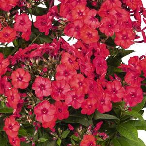FLAME® WATERMELON GARDEN PHLOX