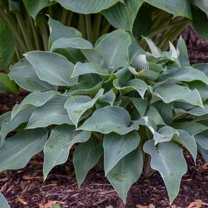 Hosta tardiana 'Halcyon'