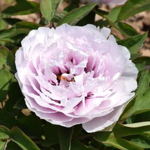 COLORFUL PAINTING TREE PEONY