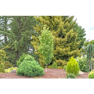 Davidia involucrata 'Iseli Fastigiate'