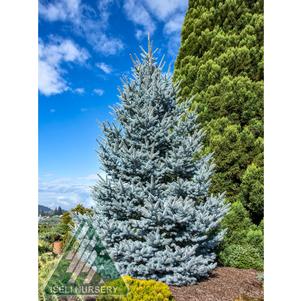 Picea pungens 'Bonny Blue'