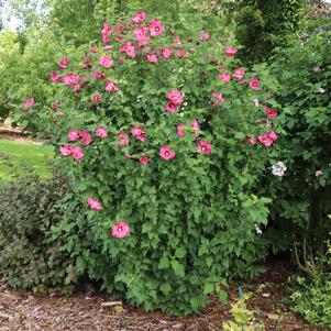 PARAPLU® RED ALTHEA