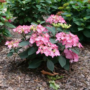 Hydrangea macrophylla 'SMNHSDE'