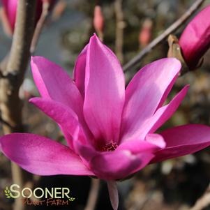 <em>Magnolia</em> ANN MAGNOLIA: 