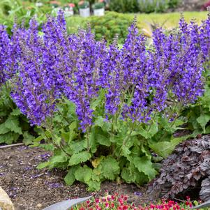 LIVING LARGE® DARK SKY SALVIA