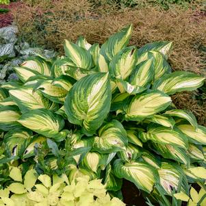 SHADOWLAND® AFFAIR TO REMEMBER HOSTA