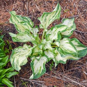 Hosta x 'Frog in My Throat'
