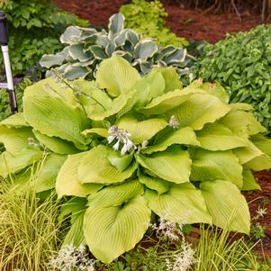 SHADOWLAND® GIANT HUMUNGOSAURUS HOSTA