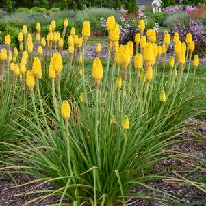 RISE & SHINE™ CITRUS SUNRISE RED HOT POKER