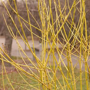 YELLOW TWIG DOGWOOD