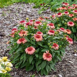 DOUBLE DIPPED® JUST PEACHY CONEFLOWER