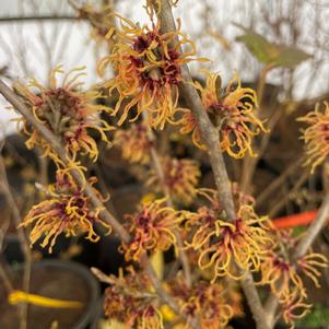 Hamamelis x intermedia 'Renee'