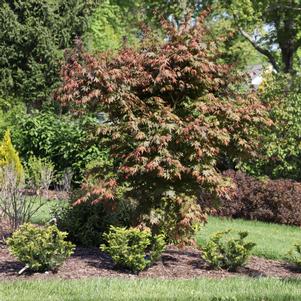 Acer palmatum 'JWW7'