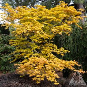 ARCTIC GOLD® MAPLE