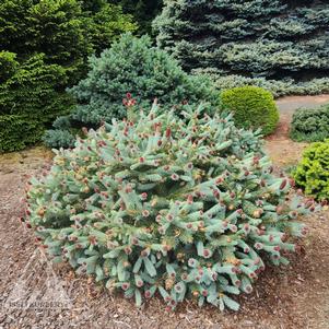 RUBY TEARDROPS DWARF COLORADO BLUE SPRUCE