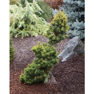 ZIGZAG JAPANESE WHITE PINE