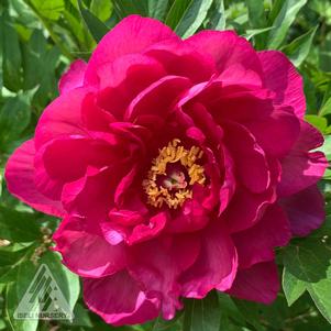 Paeonia x 'Candy Apple'