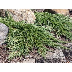PANCAKE JUNIPER