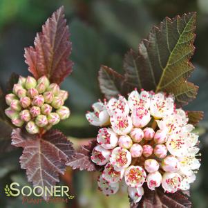 <em>Physocarpus</em> CENTER GLOW™ NINEBARK: 