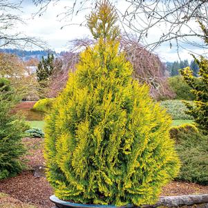 FOEVER GOLDY® ARBORVITAE