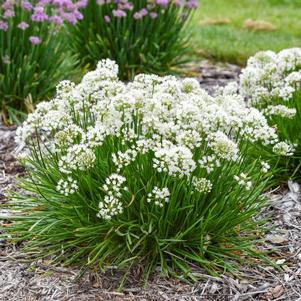 NEEDLEPOINT ORNAMENTAL ONION