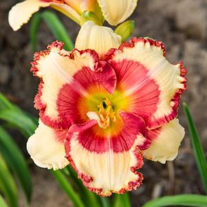 BANNER OF LOVE DAYLILY