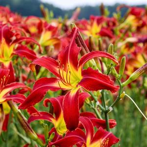 HEAVENLY UNITED WE STAND DAYLILY