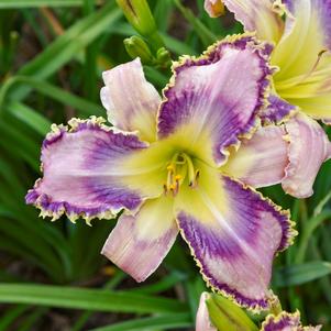 KINGDOM BOUND DAYLILY