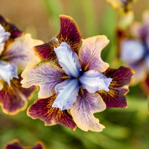 BLACK JOKER SIBERIAN IRIS