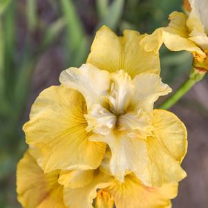 WISH ME LUCK SIBERIAN IRIS