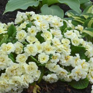 BELARINA® CREAM PRIMROSE