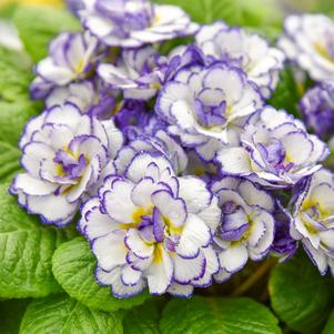BELARINA® RHAPSODY PRIMROSE