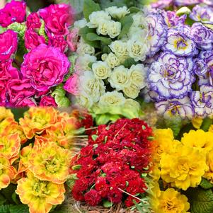 Primula vulgaris 'Belarina® Mix'