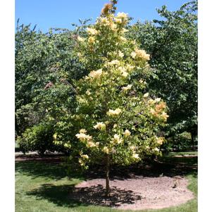 BEIJING GOLD® CHINESE TREE LILAC