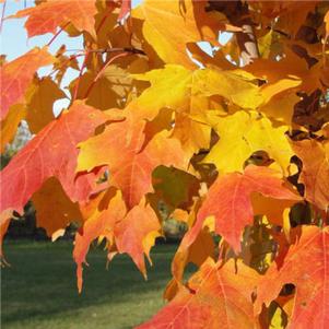 INFERNO® SUGAR MAPLE
