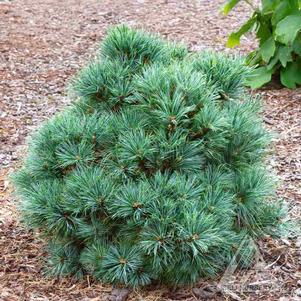 ISELI® ORBIT PINE