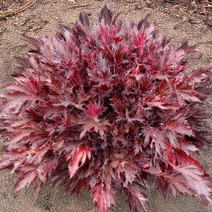 FYRE WING™ SPINEL CORAL BELLS