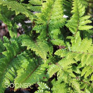 <em>Polystichum</em> TASSEL FERN: 