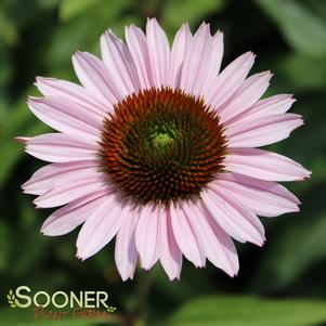 <em>Echinacea</em> HOPE CONEFLOWER: 