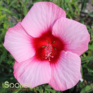 Hibiscus x 'Lady Baltimore'