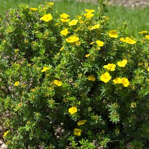 MANGO TANGO® POTENTILLA