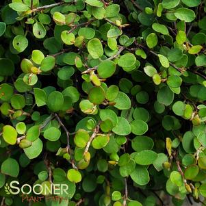 Muehlenbeckia axillaris 'Nana'