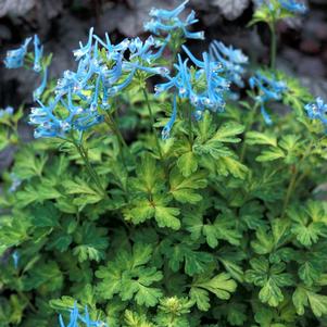 Corydalis flexuosa 'Golden Panda'