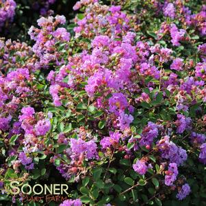 <em>Lagerstroemia</em> FLEMING FILIGREES™ VIOLET FILLI CRAPEMYRTLE: 