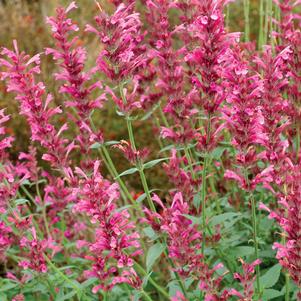 SUMMER LOVE HYSSOP