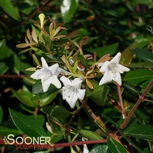 Abelia x grandiflora 'Glossy'