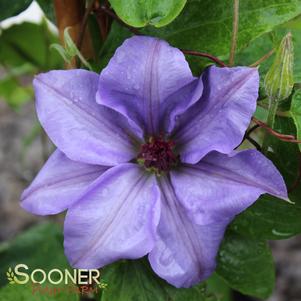 Clematis x sieboldii 'Ramona'